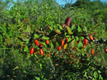 Berberis thunbergii