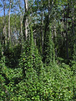 Black Swallow-wort