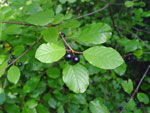 Glossy Buckthorn