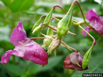 Ornamental Jewelweed