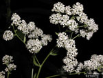 Lepidium latifolium