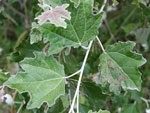 Populus alba