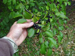 Rhamnus cathartica