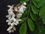 black locust