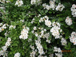 Multiflora Rose