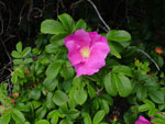 Rosa rugosa