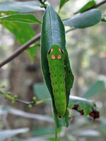 Spicebush swallowtail late instar larva