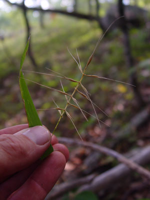 Photo: Bottlebrush Grass