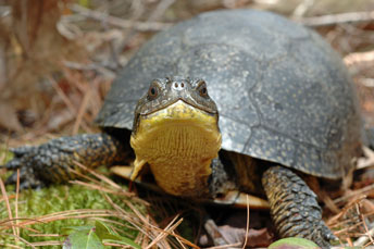 Blandings Turtle, photo by Jonathan Mays