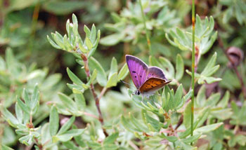 Male Clayton's Copper, Photo by Corrine Michaud