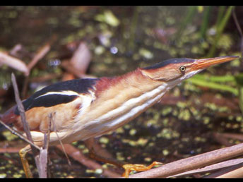 Least Bittern, photo by Jeremiah Hayden