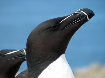 Razorbill, photo by Jonathan Mays