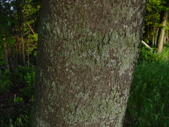 Norway maple bark