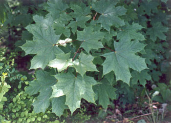 Acer platanoides leaves