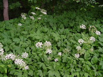 Goutweed in flower