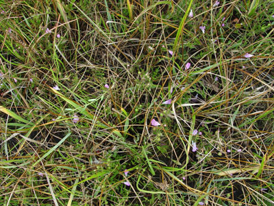 Photo: Saltmarsh False-foxglove in saltmarsh habitat