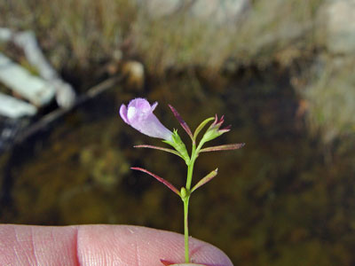 Photo: Nova Scotia False-foxglove in flower