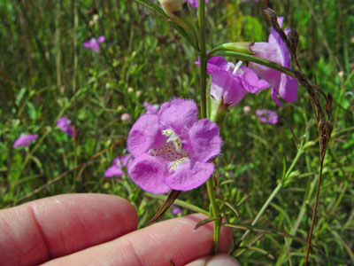 Photo: Flowers of Large-purple False-foxglove