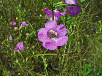Photo: Flowers of Large-purple False-foxglove