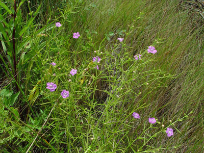 Photo: Large-purple False-foxglove in habitat