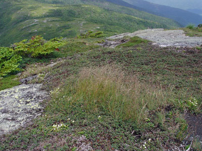 Photo: Boreal Bentgrass in alpine habitat