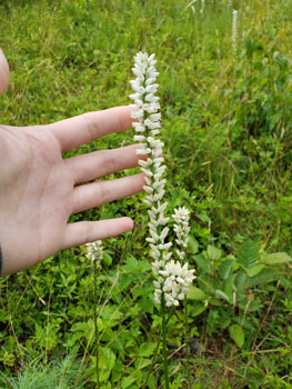 Photo: Single flowering stalk of Unicorn Root with human hand for scale