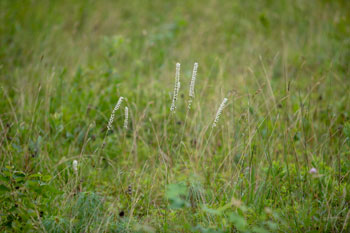 Photo: Several flowering stalks of Unicorn Root