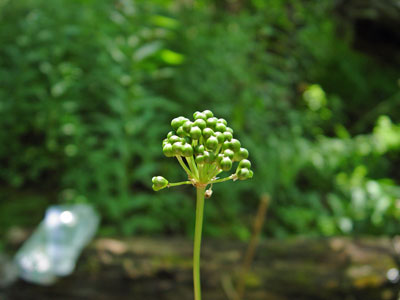 Photo: Fruit of Wild Leek