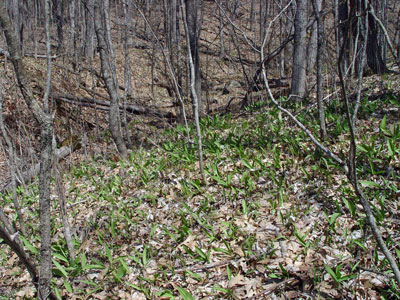 Photo: Habitat of Wild Leek, showing leaves on forest floor in early spring