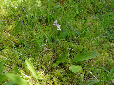 Photo: Small Round-leaved Orchis in flower growing in Sphagnum moss