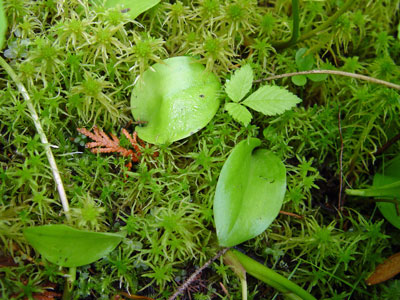 Photo: Leaves of Small Round-leaved Orchis in Sphagnum moss
