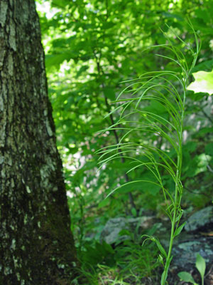 Photo: Missouri Rockcress in fruit