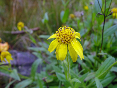 Photo: Flower of Hairy Arnica