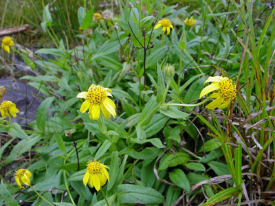 Photo: Hairy Arnica in flower