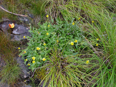 Photo: Hairy Arnica in rivershore habitat