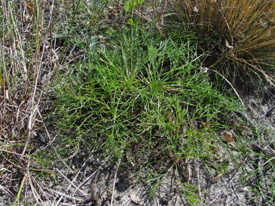 Photo: Beach wormwood basal leaves