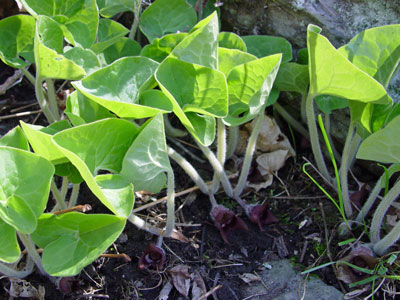 Photo: Wild Ginger leaves and flowers