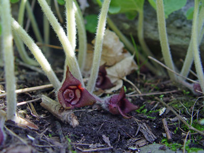 Photo: Wild Ginger flowers