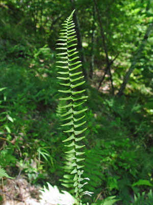 Photo: Ebony Spleenwort frond