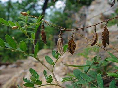 Photo: Robbins' Milk-vetch showing leaves and last year's pods