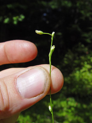 Photo: Bartonia paniculata, Screwstem