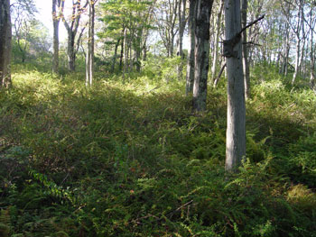 Photo: Japanese barberry infestation at Wells Reserve