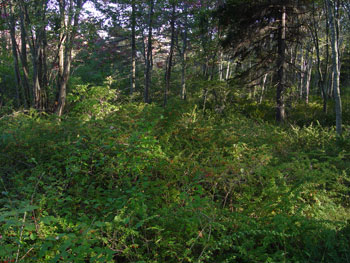 Photo: Japanese barberry infestation at Wells Reserve