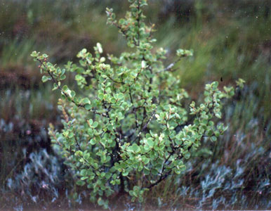 Photo: Swamp birch in a fen