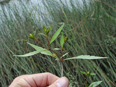 Photo: Eaton's bur-marigold