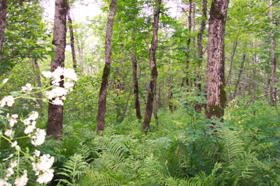 photograph of black ash swamp