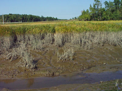 Marsh Bulrush Habitat
