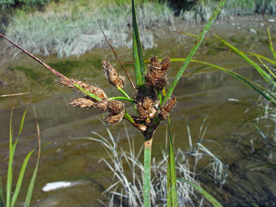 Photo: Marsh Bulrush