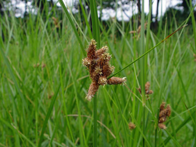 Photo: Saltmarsh Bulrush