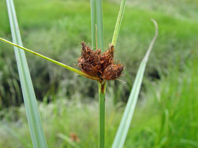 Photo: Saltmarsh Bulrush